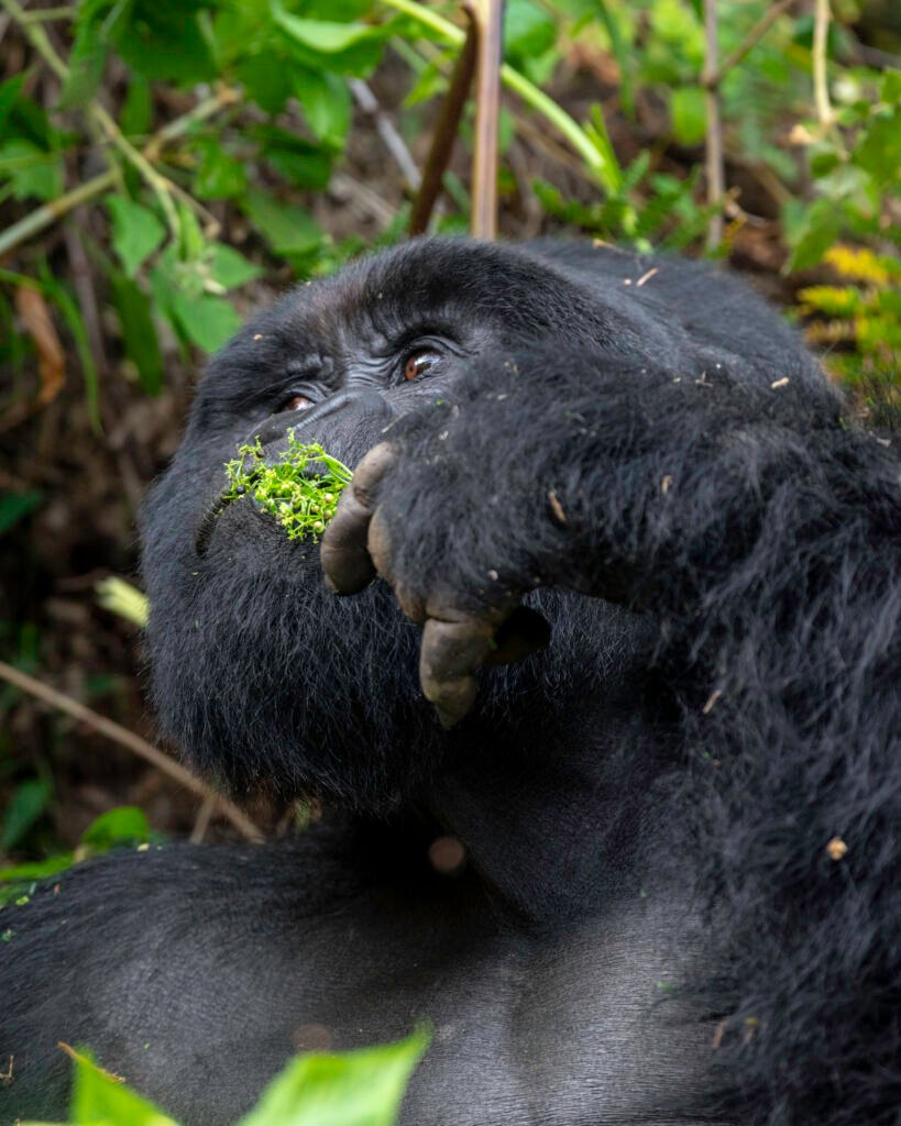 Mountain gorilla feeding in Bwindi Impenetrable National Park during a gorilla trekking safari in Uganda