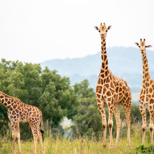 Rothschild's giraffes standing in Kidepo Valley National Park, Uganda.