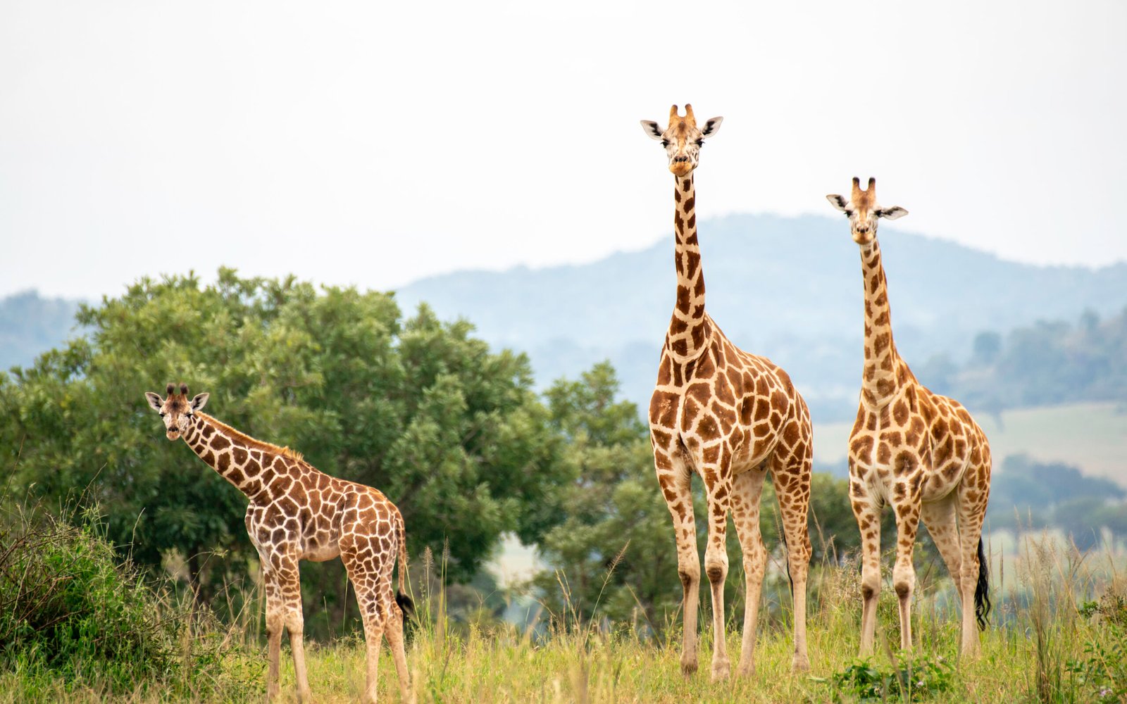 Rothschild's giraffes standing in Kidepo Valley National Park, Uganda.