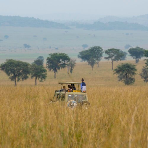 Safari vehicle exploring the golden savannah plains of Kidepo Valley National Park, Uganda.