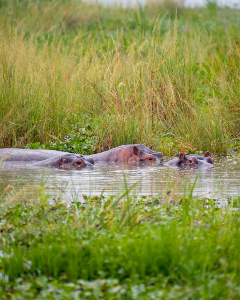 Hippopotamus resting in the waters of Murchison Falls National Park Uganda