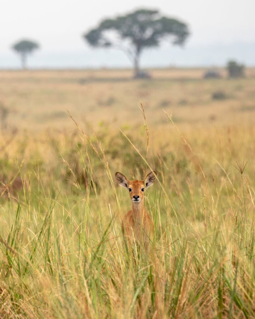 Uganda kob standing in the grasslands of Murchison Falls National Park, Uganda
