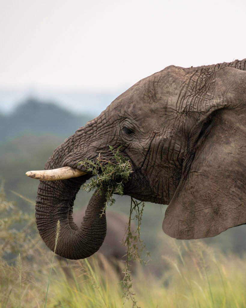 African elephant feeding in Murchison Falls National Park, Uganda