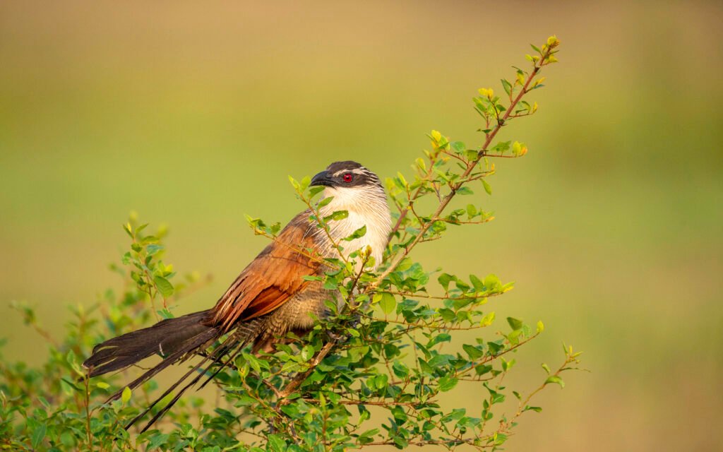 Colorful bird perched on a shrub in Queen Elizabeth National Park Uganda during a birding safari