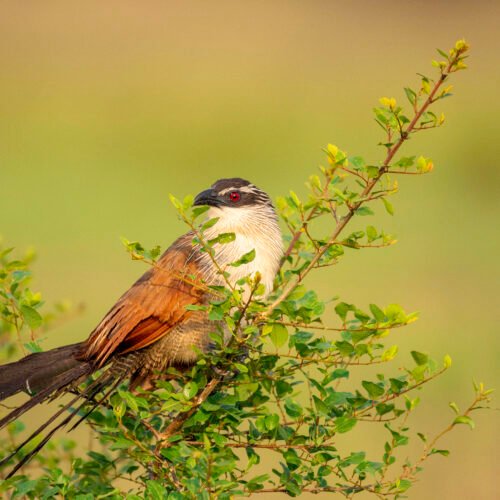 Colorful bird perched on a shrub in Queen Elizabeth National Park Uganda during a birding safari