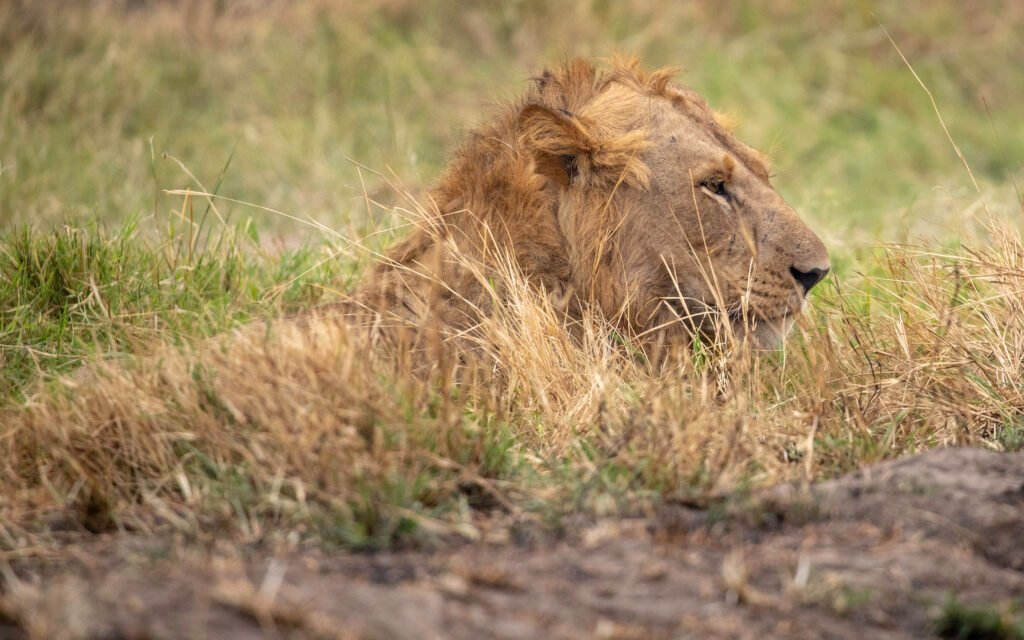 African lion resting in Queen Elizabeth National Park Uganda during a wildlife safari