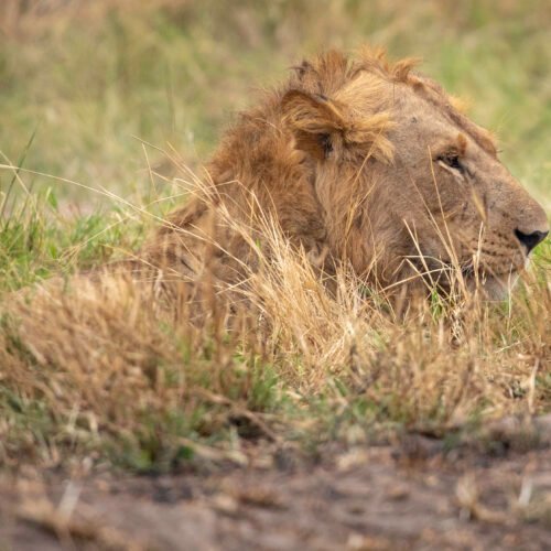 African lion resting in Queen Elizabeth National Park Uganda during a wildlife safari