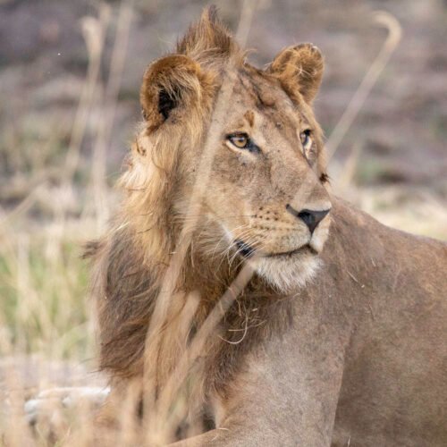 Lioness in Queen Elizabeth National Park during a Uganda wildlife safari. Gorilla