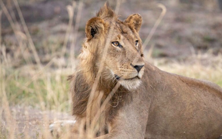 Lioness in Queen Elizabeth National Park during a Uganda wildlife safari. Gorilla