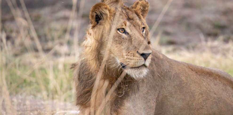 Lioness in Queen Elizabeth National Park during a Uganda wildlife safari. Gorilla