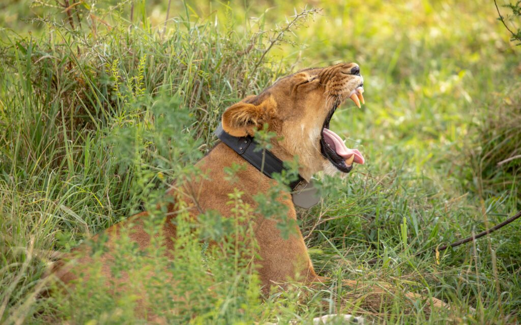 Lioness resting in the grasslands of Queen Elizabeth National Park during a Uganda wildlife safari