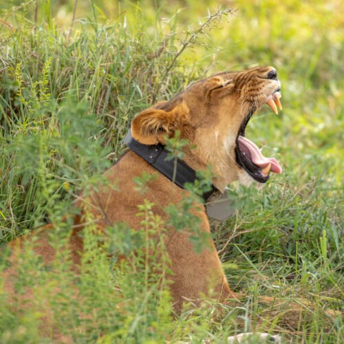 Lioness resting in the grasslands of Queen Elizabeth National Park during a Uganda wildlife safari