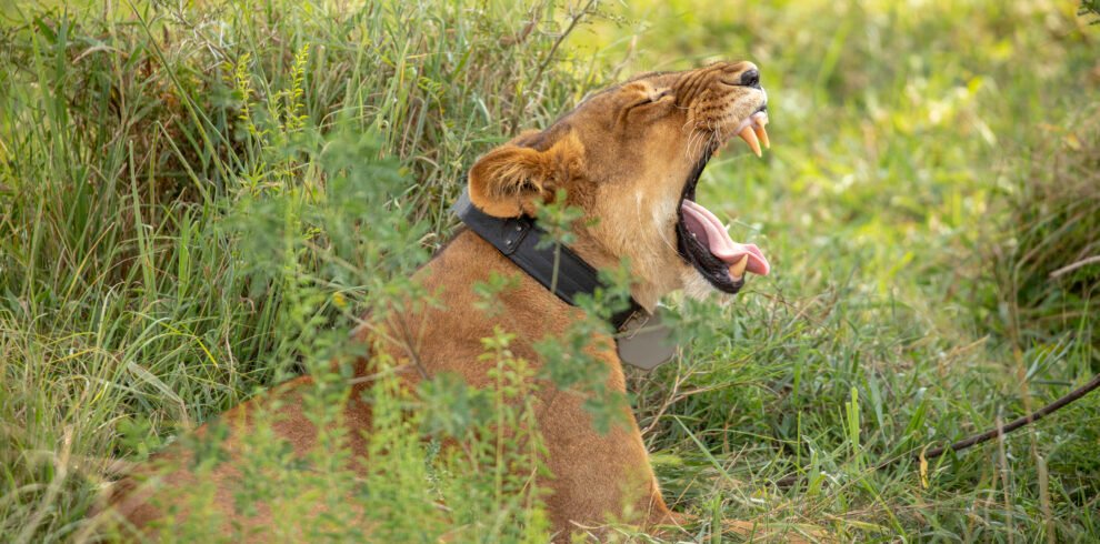 Lioness resting in the grasslands of Queen Elizabeth National Park during a Uganda wildlife safari