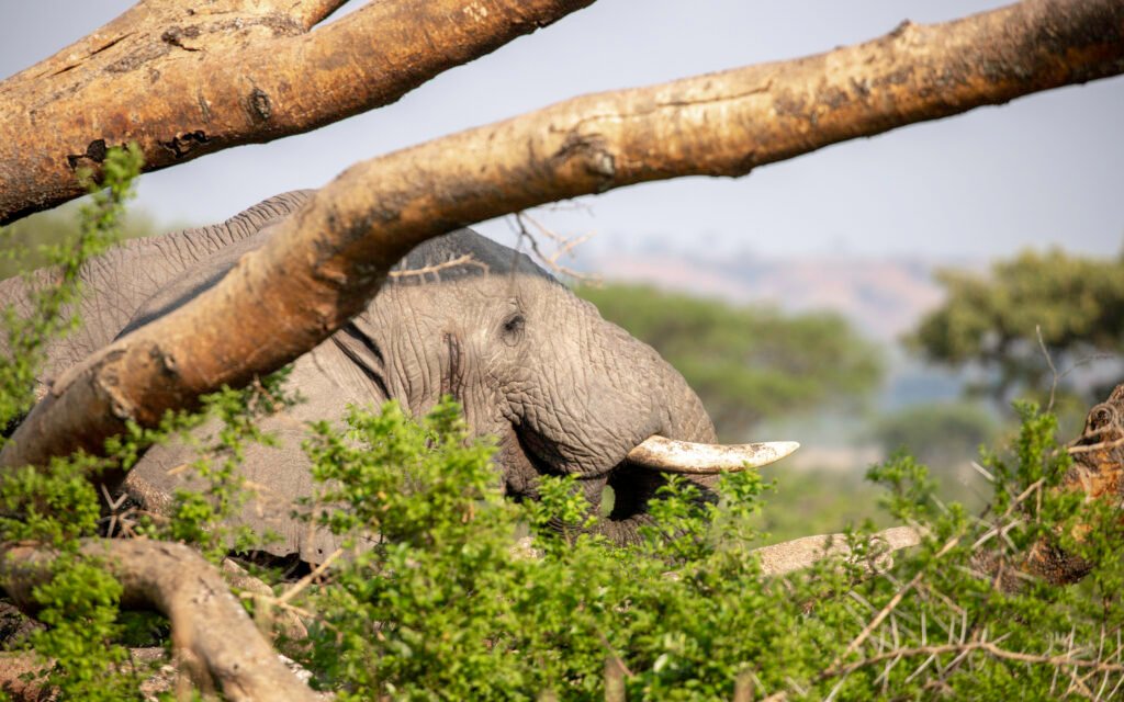 African elephant during a wildlife safari in Queen Elizabeth National Park, part of Uganda's primate and wildlife adventure circuit