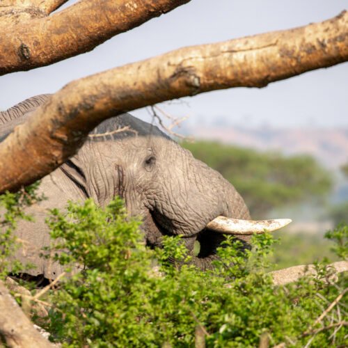 African elephant during a wildlife safari in Queen Elizabeth National Park, part of Uganda's primate and wildlife adventure circuit