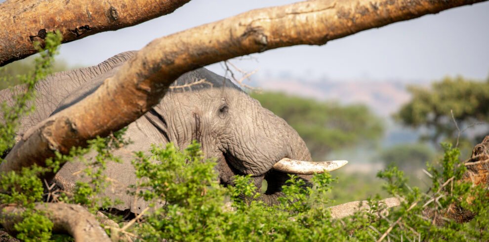 African elephant during a wildlife safari in Queen Elizabeth National Park, part of Uganda's primate and wildlife adventure circuit