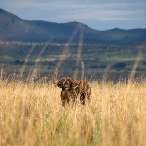 African elephant in Kidepo Valley National Park, Uganda – wildlife safari experience