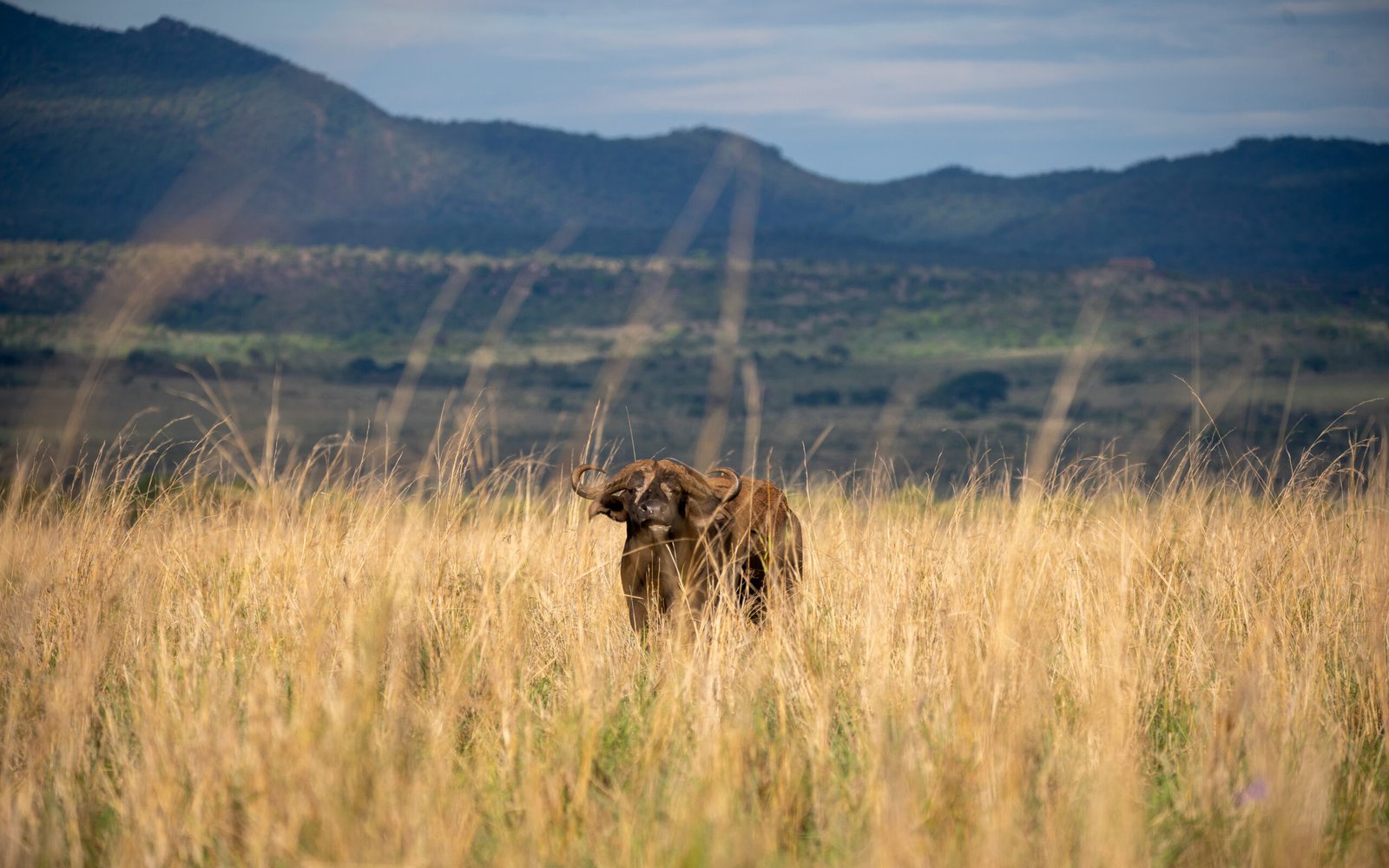 African elephant in Kidepo Valley National Park, Uganda – wildlife safari experience