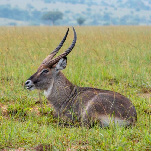 Antelope in Kidepo Valley National Park, Uganda