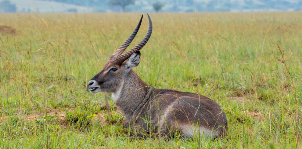Antelope in Kidepo Valley National Park, Uganda