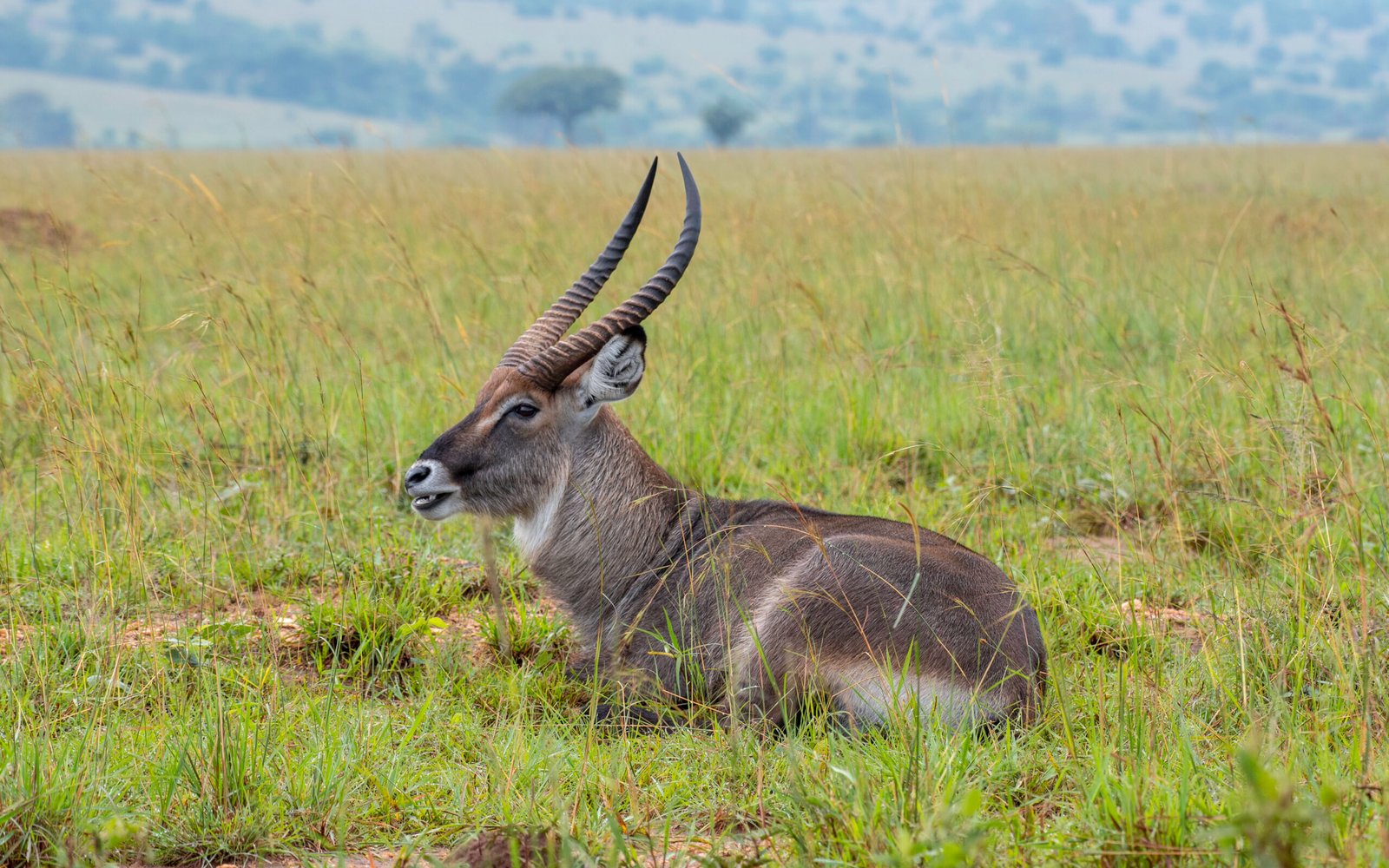 Antelope in Kidepo Valley National Park, Uganda